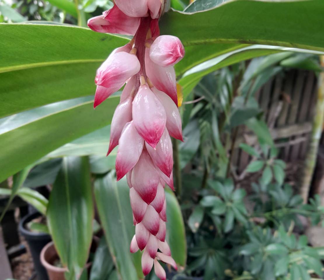 Tuchtrecht, Advocaten, Deurwaarders, Notarissen, Accountants & Artsen